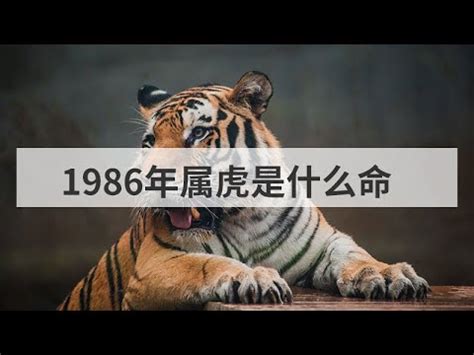 山林之虎|揭秘：1986肖虎人一生中的三大貴人